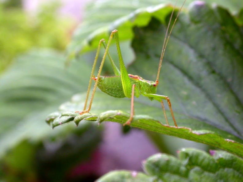 speckled bush-cricket ex5222 _800_.JPG